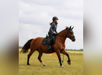 Franches-Montagnes, Jument, 18 Ans, 150 cm, Bai