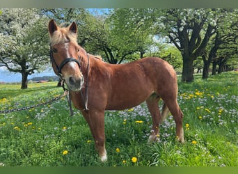 Franches-Montagnes, Jument, 20 Ans, 152 cm, Alezan