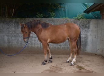 Franches-Montagnes, Jument, 2 Ans, 144 cm, Bai