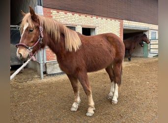 Franches-Montagnes, Jument, 2 Ans, 155 cm, Alezan