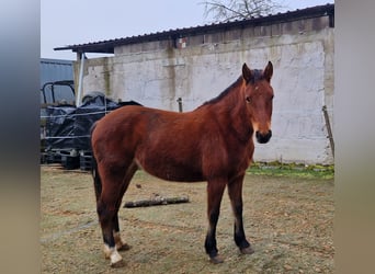 Franches-Montagnes, Jument, 2 Ans, 157 cm, Bai