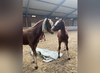 Franches-Montagnes, Jument, 2 Ans, 160 cm, Alezan