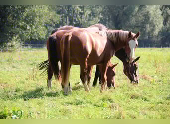 Franches-Montagnes, Jument, 2 Ans, 160 cm, Alezan