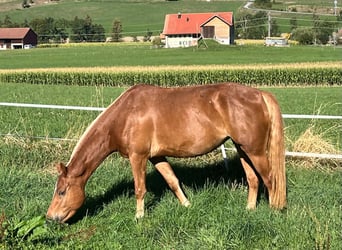 Franches-Montagnes, Jument, 3 Ans, 148 cm, Alezan
