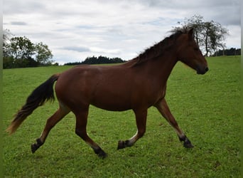 Franches-Montagnes, Jument, 3 Ans, 148 cm, Bai