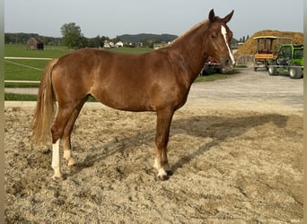 Franches-Montagnes, Jument, 3 Ans, 151 cm, Alezan
