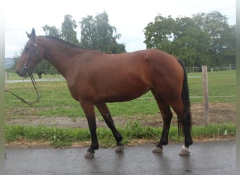 Franches-Montagnes, Jument, 3 Ans, 152 cm, Bai