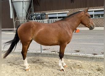 Franches-Montagnes, Jument, 3 Ans, 152 cm, Bai