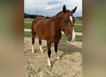 Franches-Montagnes, Jument, 3 Ans, 152 cm, Bai