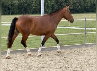 Franches-Montagnes, Jument, 3 Ans, 152 cm, Bai