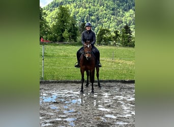 Franches-Montagnes, Jument, 3 Ans, 154 cm, Bai
