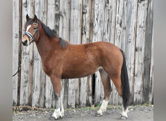 Franches-Montagnes, Jument, 3 Ans, 154 cm, Bai