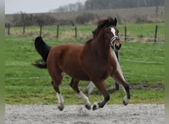 Franches-Montagnes, Jument, 3 Ans, 154 cm, Bai