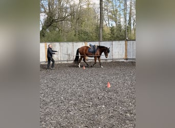 Franches-Montagnes, Jument, 3 Ans, 154 cm, Bai