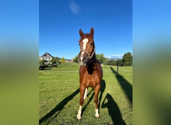 Franches-Montagnes, Jument, 3 Ans, 155 cm, Alezan