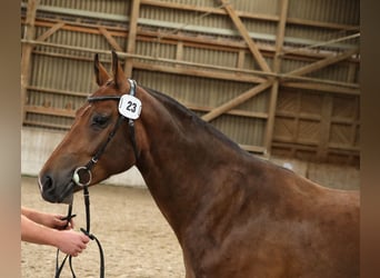 Franches-Montagnes, Jument, 3 Ans, 155 cm, Bai brun