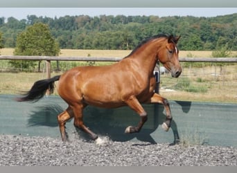 Franches-Montagnes, Jument, 3 Ans, 155 cm, Bai
