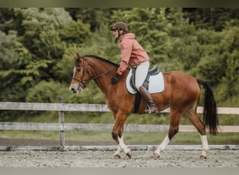 Franches-Montagnes, Jument, 3 Ans, 156 cm, Bai