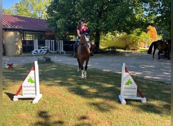 Franches-Montagnes, Jument, 3 Ans, 157 cm, Bai