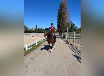 Franches-Montagnes, Jument, 3 Ans, 157 cm, Bai