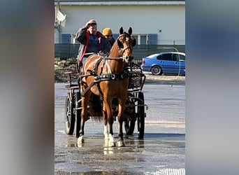 Franches-Montagnes, Jument, 3 Ans, 158 cm, Bai