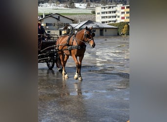 Franches-Montagnes, Jument, 3 Ans, 158 cm, Bai