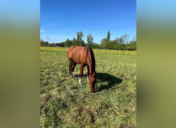 Franches-Montagnes, Jument, 3 Ans, 158 cm, Bai