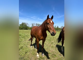 Franches-Montagnes, Jument, 3 Ans, 158 cm, Bai