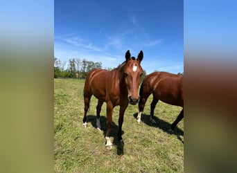 Franches-Montagnes, Jument, 3 Ans, 158 cm, Bai