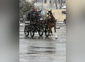 Franches-Montagnes, Jument, 3 Ans, 160 cm, Bai