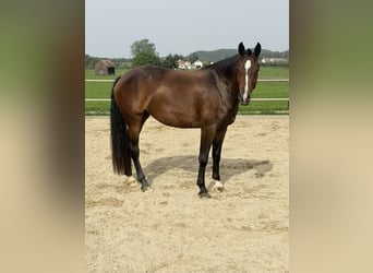 Franches-Montagnes, Jument, 3 Ans, Bai brun