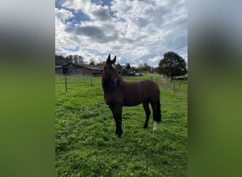 Franches-Montagnes, Jument, 4 Ans, 153 cm, Bai