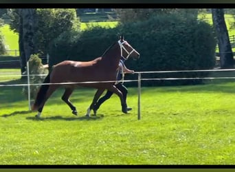 Franches-Montagnes, Jument, 4 Ans, 153 cm, Bai