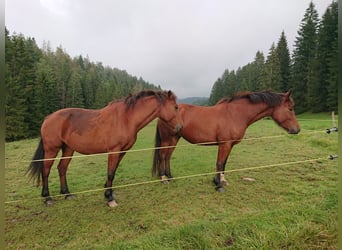 Franches-Montagnes, Jument, 4 Ans, 153 cm, Bai