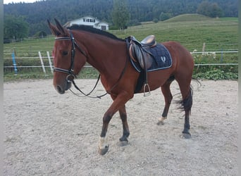 Franches-Montagnes, Jument, 4 Ans, 153 cm, Bai