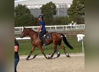 Franches-Montagnes, Jument, 4 Ans, 153 cm, Bai