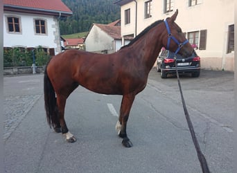 Franches-Montagnes, Jument, 4 Ans, 153 cm, Bai