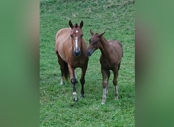 Franches-Montagnes, Jument, 4 Ans, 153 cm, Bai