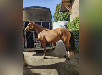 Franches-Montagnes, Jument, 4 Ans, 153 cm, Bai