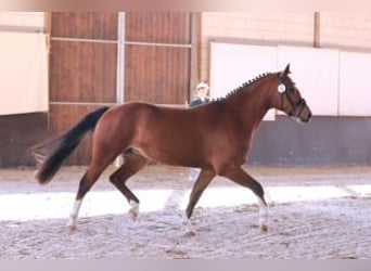 Franches-Montagnes, Jument, 4 Ans, 153 cm, Bai