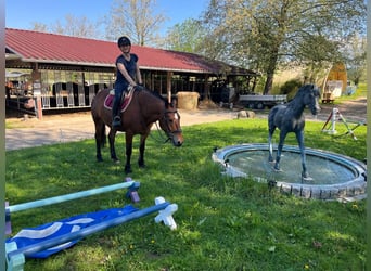 Franches-Montagnes, Jument, 4 Ans, 153 cm, Bai