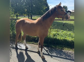 Franches-Montagnes, Jument, 4 Ans, 154 cm, Bai