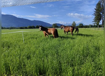 Franches-Montagnes, Jument, 4 Ans, 154 cm, Bai