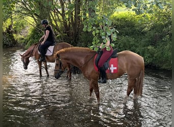 Franches-Montagnes, Jument, 4 Ans, 155 cm, Alezan