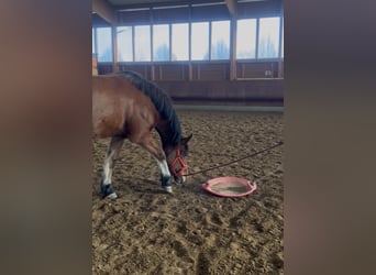 Franches-Montagnes, Jument, 4 Ans, 156 cm, Bai