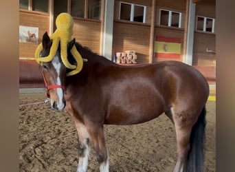 Franches-Montagnes, Jument, 4 Ans, 156 cm, Bai