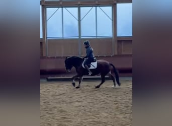 Franches-Montagnes, Jument, 4 Ans, 156 cm, Bai
