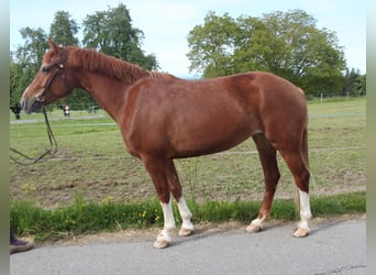 Franches-Montagnes, Jument, 4 Ans, 157 cm, Alezan