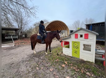 Franches-Montagnes, Jument, 4 Ans, 158 cm, Bai