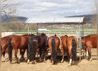 Franches-Montagnes, Jument, 4 Ans, 158 cm, Bai